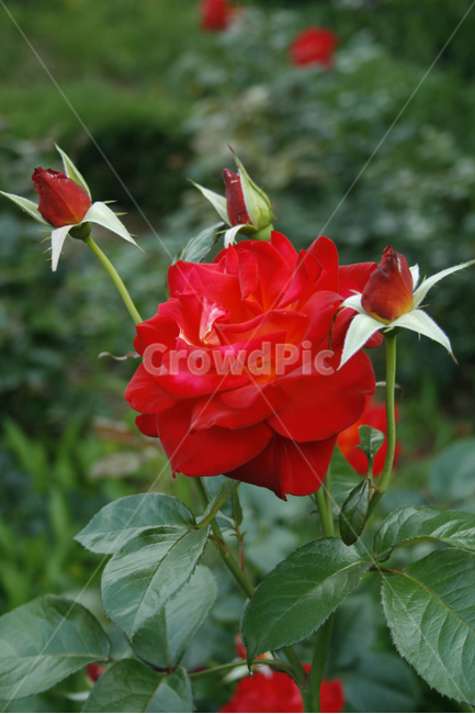 장미,식물,flower,plants,nature,꽃,꽃봉오리,식물,자연,plants,nature,꽃,flower