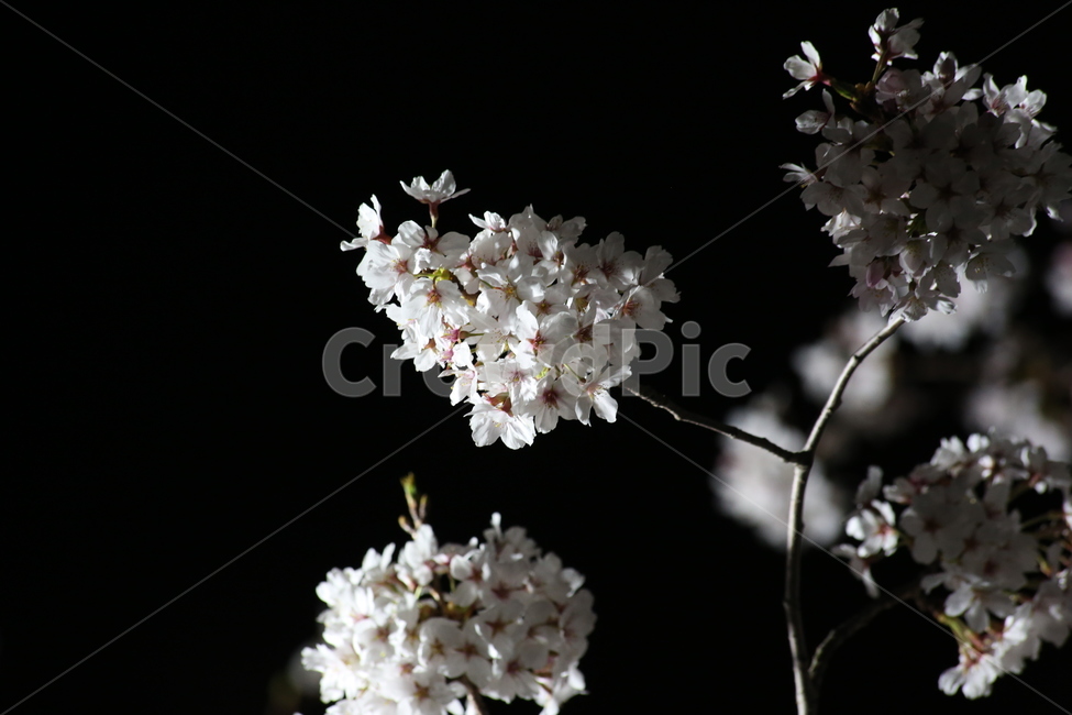 봄,벚꽃,야경,꽃,야간촬영,흰색,흰꽃,봄,계절,spring,season,식물,자연,plants,nature,꽃,flower,plant,blossom
