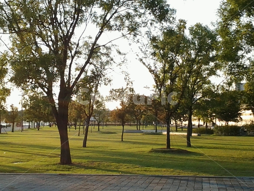나무,공원,잔디,park,식물