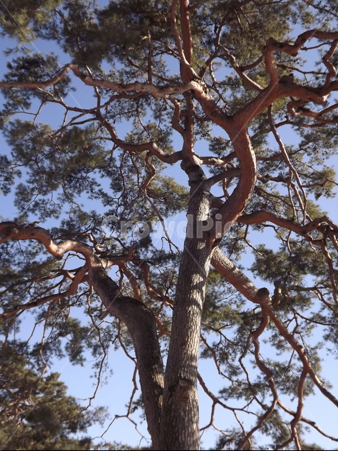 의림지,소나무,나무,유원지,숲,자연,식물,자연,plants,nature,나무,trees,wood