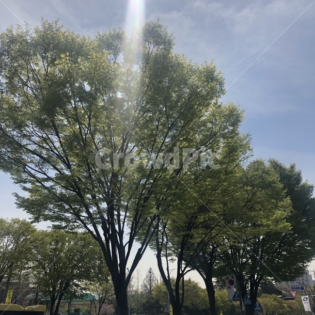 봄,나무,빛,햇살,풍경,오후,산책,나른,자연,풍경,nature,landscape,tree,plant,식물,tree trunk,나무 줄기