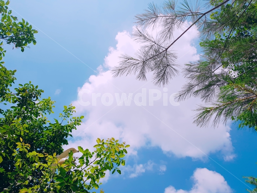 하늘,구름,나무,파랑,초록,여름,봄,낮,sky,cloud,green,blue