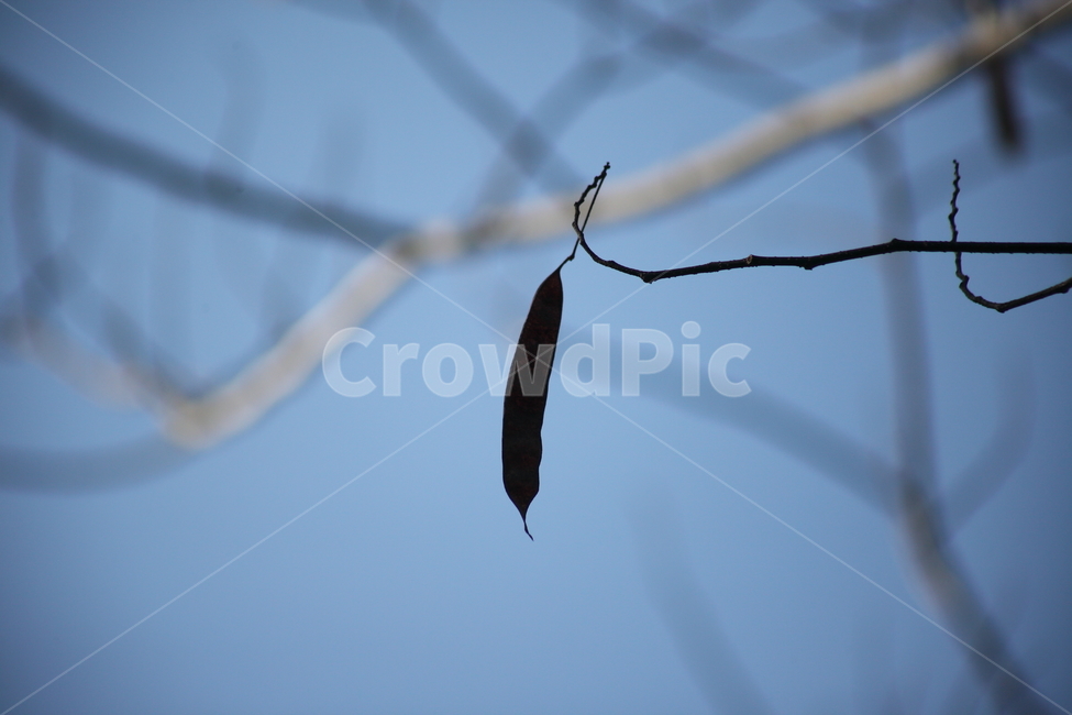 가을,열매,종자,식물,seed,식물,자연,plants,nature,실루엣,그림자,silhouette,shadow
