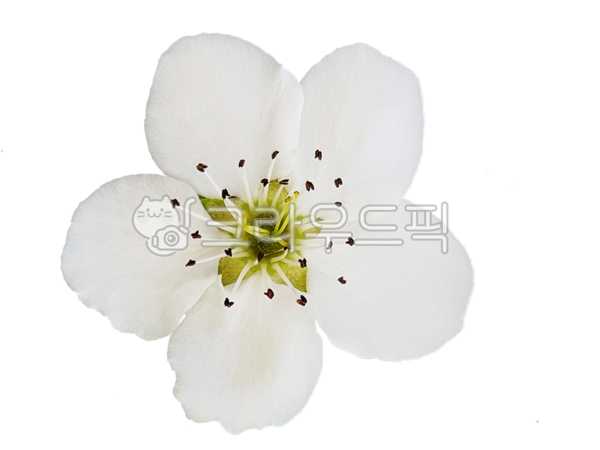 plant, 식물, flower, blossom, 꽃, 사진,이미지,일러스트,캘리그라피 - Emmayoon작가