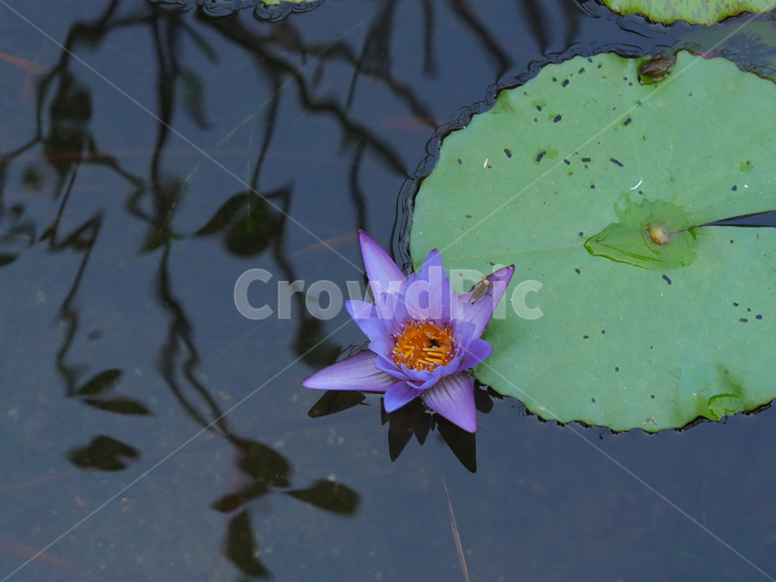 연꽃,연잎,보라색연꽃,꽃,식물,식물,자연,plants,nature,꽃,flower