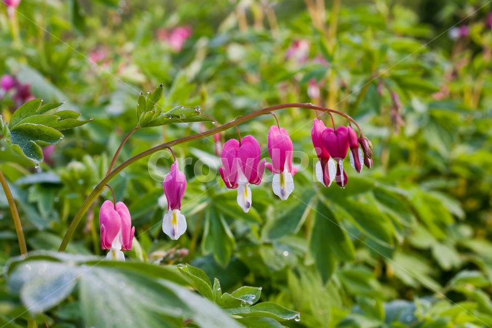 금낭화,봄,접사,아웃포커싱,solner,식물,자연,plants,nature,꽃,flower