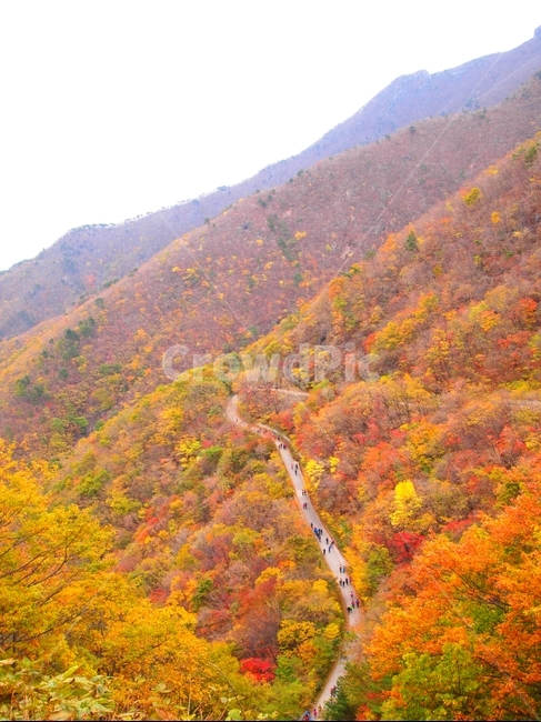 가을,단풍,단풍잎,감성사진,감성,풍경,풍경사진,갈색,빨간색,노랑색,주황색,낙엽,가을풍경,한국,색감,10월,fall,숲,빨강,주황,노랑,red,orange,yellow,다채로움,다채로운,가을,계절,fall,autumn,season,자연,풍경,nature,landscape,outdoors,옥외