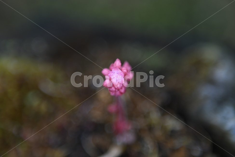 식물,꽃,감성사진,자연,flower,꽃사진,봄,봄꽃,계절,감성,4월,spring,힐링,자연풍경,풍경,봄,계절,spring,season,식물,자연,plants,nature,꽃,flower,plant,blossom,geranium,제라늄