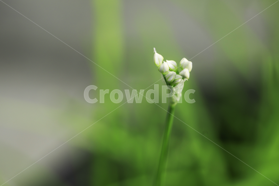 부추,부추꽃,초록,싱그러움,아침,하얀꽃,식물,자연,plants,nature,꽃,flower