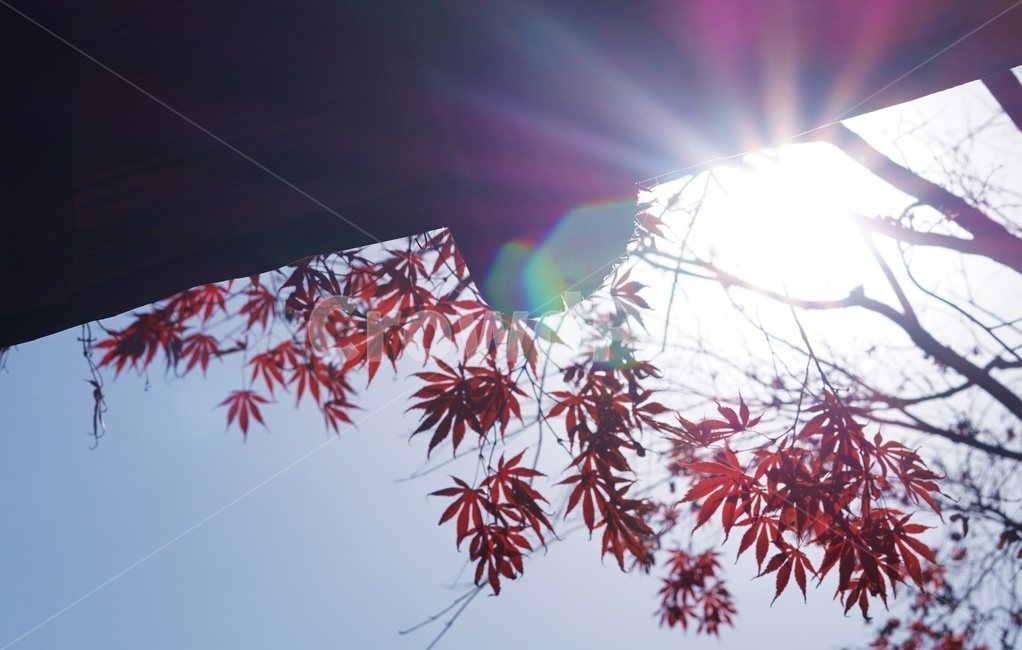 leaf,잎,plant,식물,tree,나무,단풍,가을,처마,햇살,fall,autumn,가을,계절,fall,autumn,season,식물,자연,plants,nature