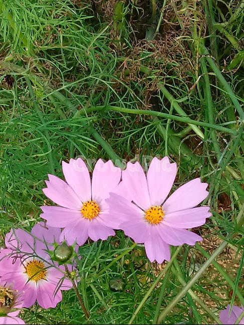 꽃,식물,plant,flower,코스모스,식물,자연,plants,nature,꽃,flower