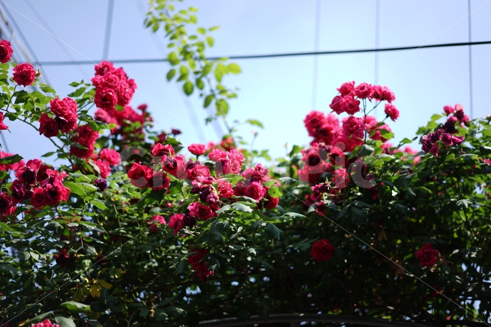 장미,빨간장미,담장,장미넝쿨,여름,꽃,붉은장미,야외,한국,식물,자연,plants,nature,꽃,flower