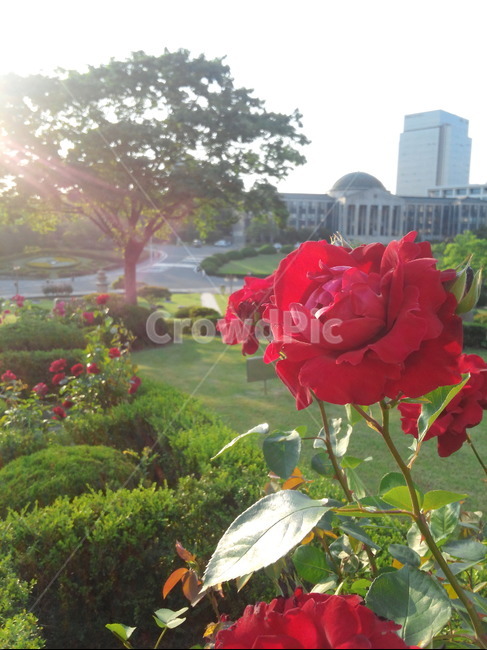 장미,공원,정원,꽃,나무,컬러풀,캠퍼스,대학교캠퍼스