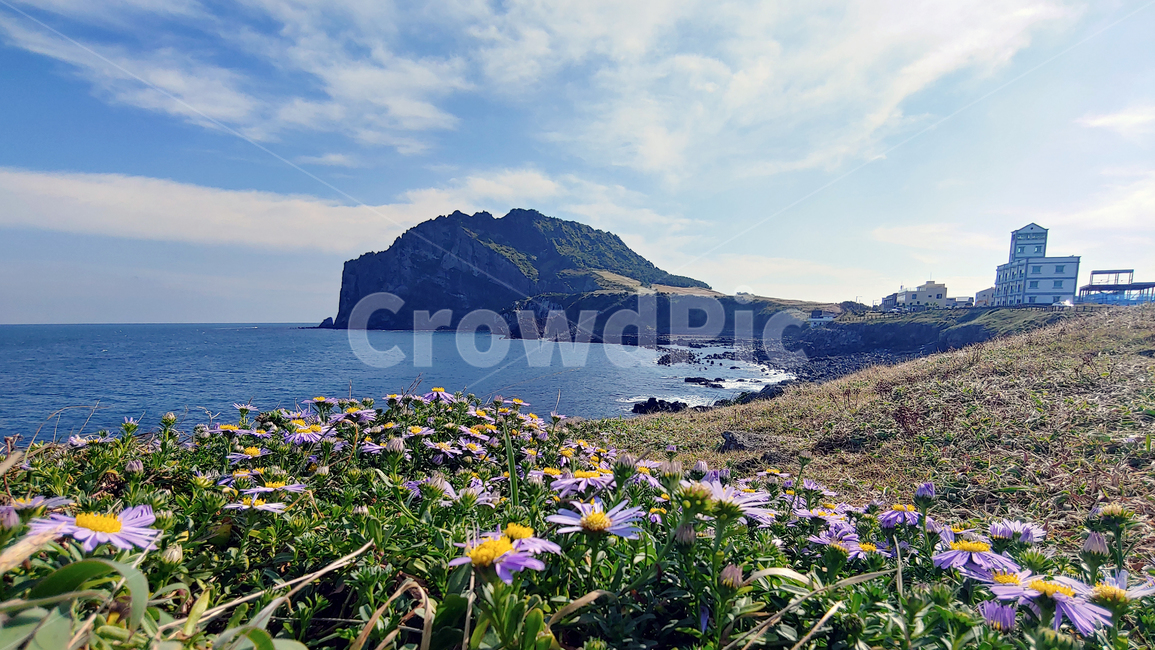 제주도,성산일출봉,바다,자연,풍경,하늘,경치,nature,일출봉,제주,꽃,들꽃,들판,구름,섬,분화구,제주도,jeju,jeju island