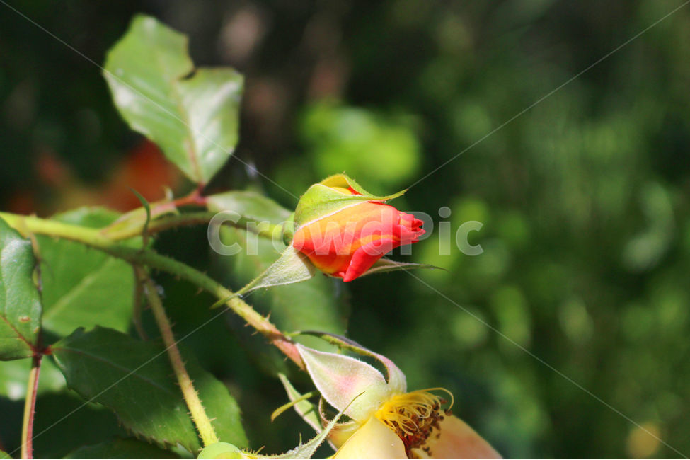감성사진,자연,하늘,꽃,장미,색감,보정,flower,sky,summer,nature,식물,자연,plants,nature,꽃,flower