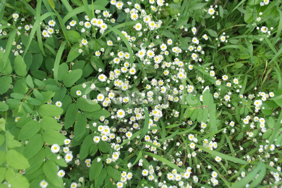 자연,들꽃,풀,하얀꽃,flower,blossom,grass,green