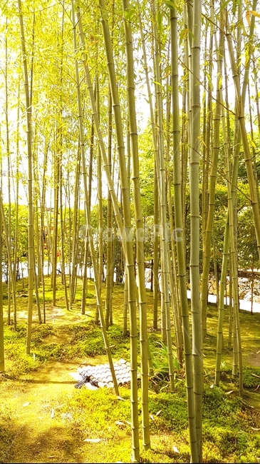 풍경,배경,숲,나무,길,대나무,자연,풍경,nature,landscape,plant,식물