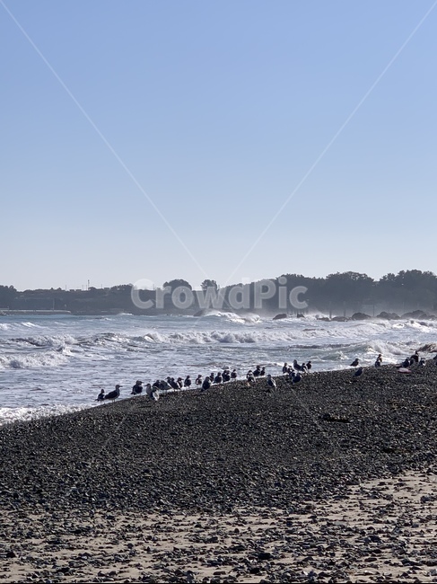 바다,ocean,sea,자연,철새