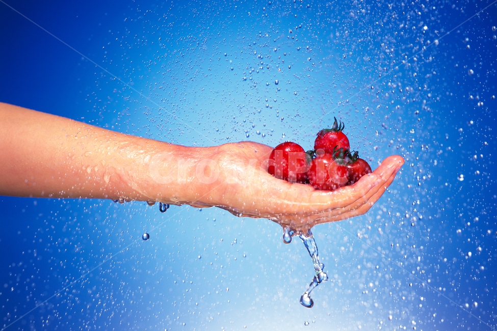 vegan,lifestyle,veganfood,freshness,tomatoes,fresh,healthy,food,health,hand,organic,woman,tasty,closeup,natural,red,background,nature,splash,leaf,wet,ingredient,green,ripe,vegetarian,vegetable,tomato,vitamin,water,delicious,raw,marketfresh,autumn,growth,garden,음식,식재료,요리,food,cook,meal,dishes,food reserves,과일,열매,fruit,채소,야채,vegetables