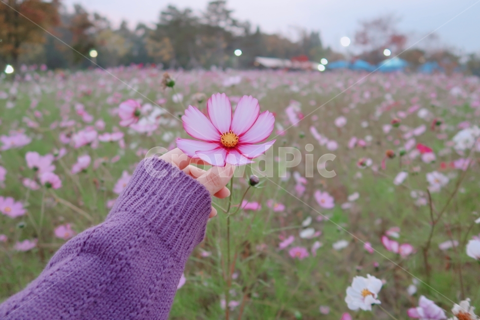 blossom,꽃,plant,식물,코스모스,petal,보라,손,공원,가을,계절,fall,autumnseason,자연,감성