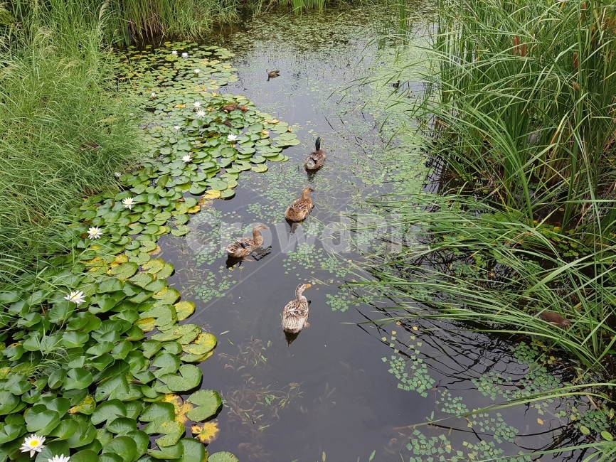 오리,호수,연못,연꽃,연지공원,김해연지공원,duck,lake,lotus,pond,동물,animal,조류,새,birds