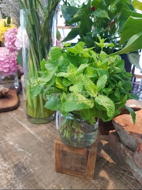 애플민트,수경재배,민트,애플민트키우기,식물,허브,herb,실내용화초,화분,화초,house plant