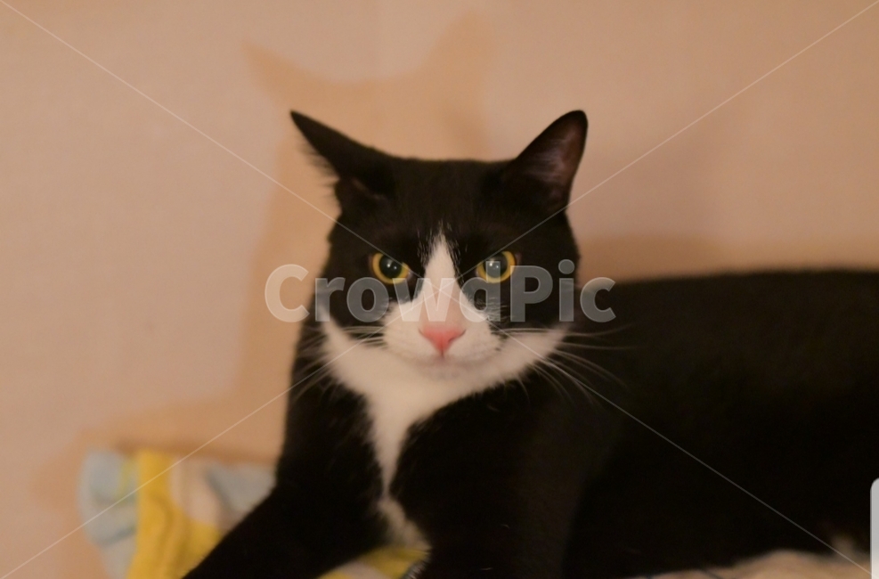 고양이,반려묘,반려동물,코숏,턱시도,cat,animal,동물,animal,포유류,mammal,고양이,cat,kitten,kitty