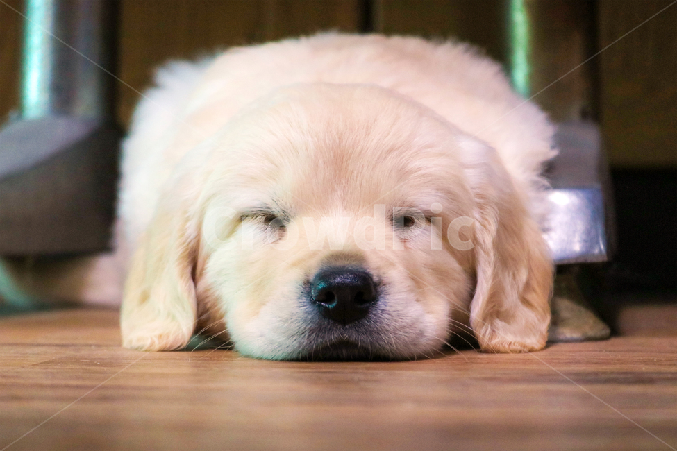 개,dog,강아지,골든리트리버,귀여움,평화,잠,평온,반려견,동물,animal,포유류,mammal,개,강아지,dog,doggy