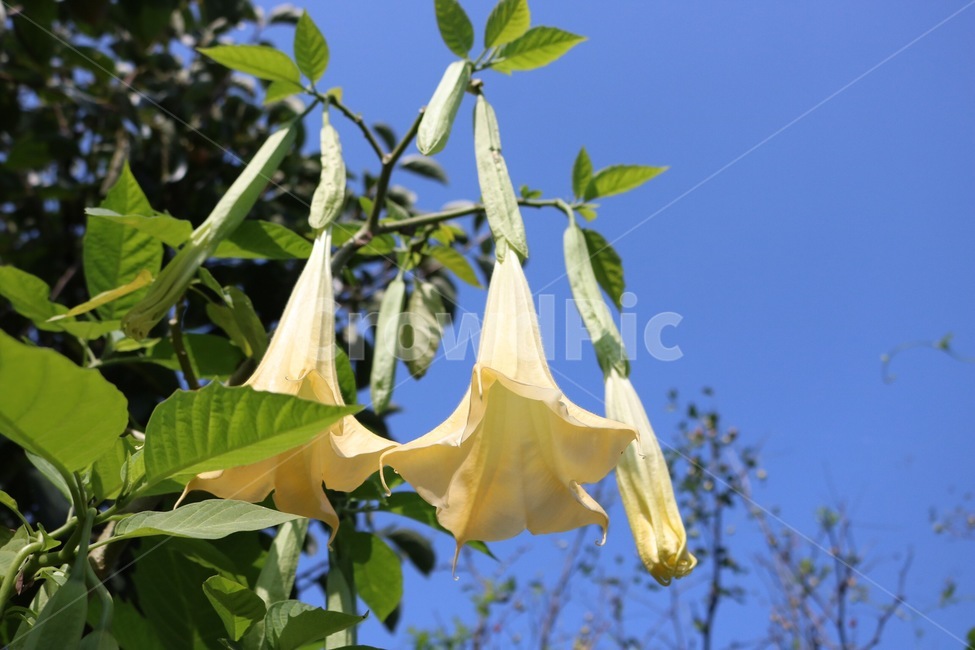 꽃,노랑,초록,식물,flower,hana,yellow,kiiro,green,midori,plants,shokubutsu,햇빛,그림자,sunlight,hizashi,shadow,kage,하늘,자연,sky,sora,nature,나무,tree,ki,파랑,blue,ao,식물,자연,plants,nature,꽃,flower