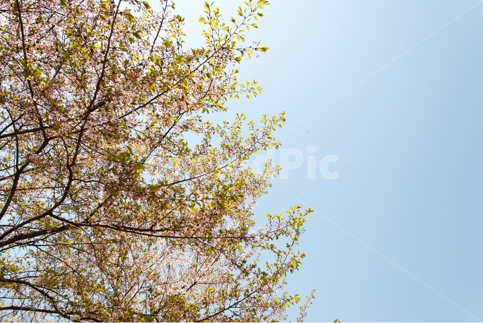 봄,벚꽃,꽃,배경,자연,풍경,하늘,나무,공원,cherryblossoms,식물,벚나무,매화,계절,축제,조경,나뭇가지,시골,경치,화사한,핑크,향기,분홍,맑음,spring,season,flower,생화,만개,만발,봄,계절,spring,season,자연,풍경,nature,landscape,식물,plants,나무,trees,wood,plant,tree