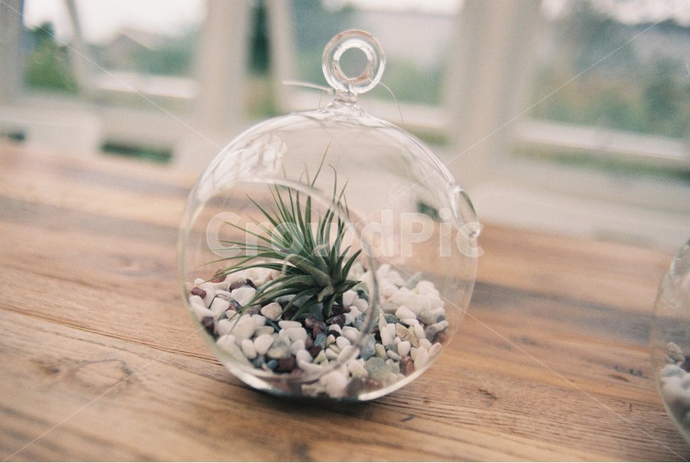선인장,다육이,미니화분,식물,인테리어,자연,필름사진,식물,자연,plants,nature,감성,sensible,feeling
