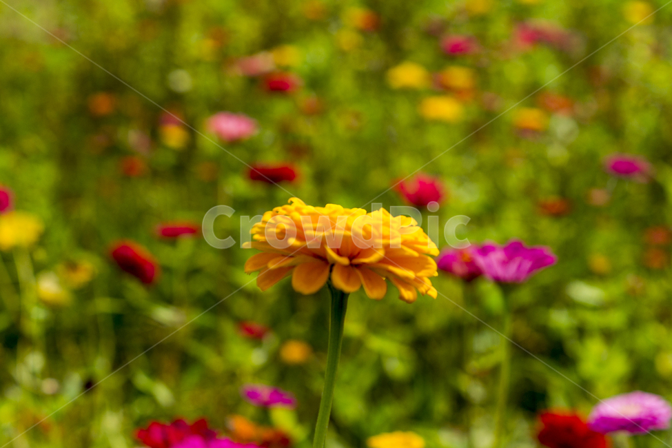꽃,코스모스,가을꽃,예쁜꽃,백일홍,식물,자연,plants,nature,꽃,flower