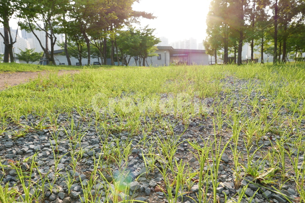 배경,풍경,자연,나무,야외,공원,자갈,풀,빛,환경,숲,나뭇잎,nature,park,tree