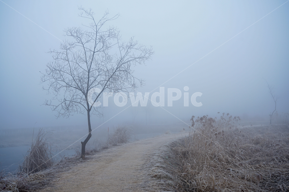 겨울,나무,감성,계절,공원,식물,자연,풍경,nature,landscape,weather,날씨,outdoors,옥외