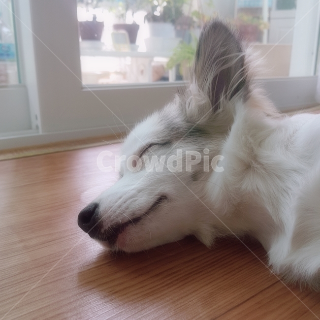 강아지,자는강아지,자는모습,편안,평온,나른,스치츠,dog,sleep,귀,집,집안,포근한,부드러운,털,동물,눈감는