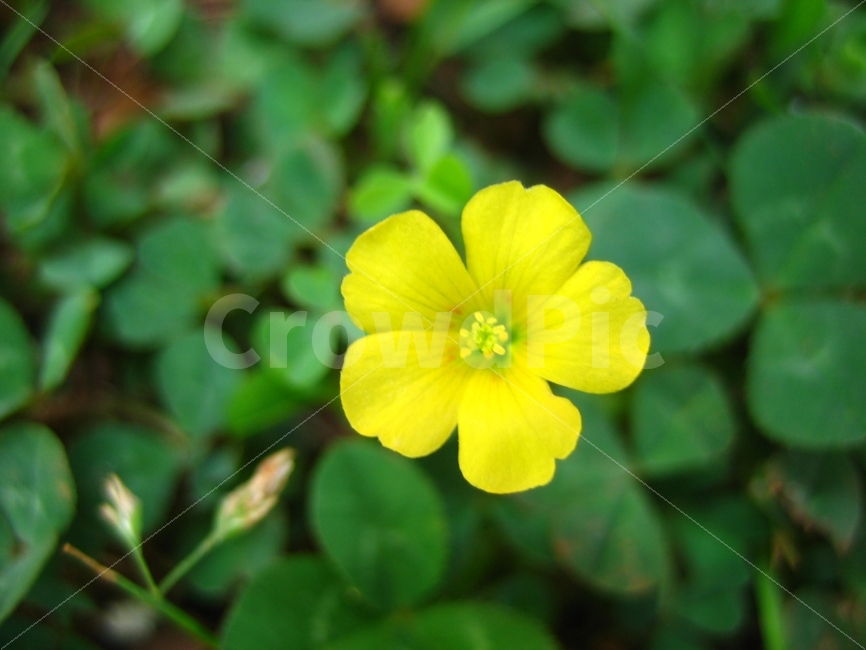 초록,꽃,노랑,미소,웃음,식물,자연,plants,nature,꽃,flower