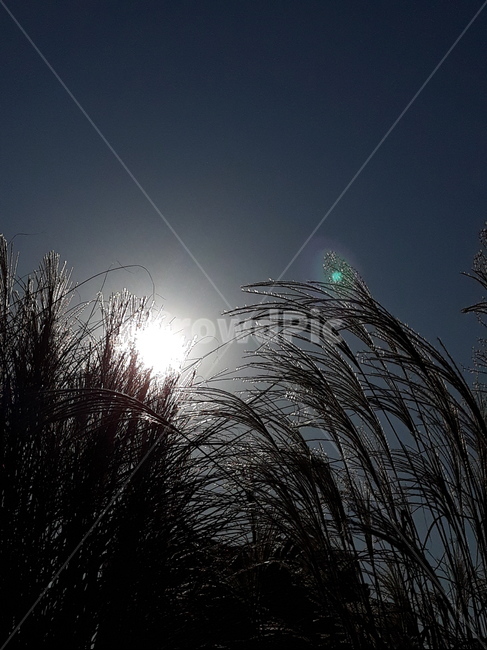 갈대,가을하늘,공원,산책,힐링,가을,계절,fall,autumn,season,flare,플레어,light,빛,nature,자연