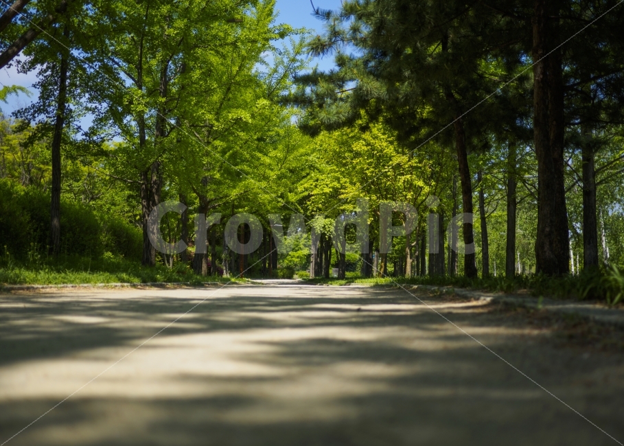 자연,길,나무,선유도공원,푸른,하늘,공원,휴식,나뭇잎,잎,녹색숲,nature,tree,trees,park,blue,sky,emo,landscape,way,green,자연,풍경,nature,landscape,여름,계절,summer,season,asphalt,아스팔트,road,도로