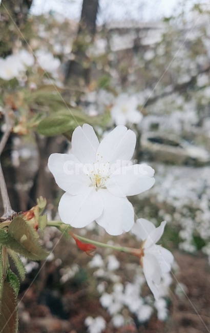 blossom,꽃,벚꽃,봄,flower