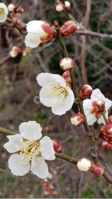 매화,꽃,봄,자연,식물,nature,landscape,spring,season,봄,계절,spring,season,식물,자연,plants,nature,꽃,flower,plant