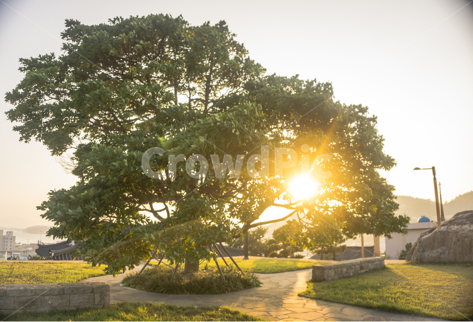 나무,햇빛,tree,sunlight,가을,식물,자연,plants,nature,나무,trees,wood,휴식,힐링,rest,relaxation,healing
