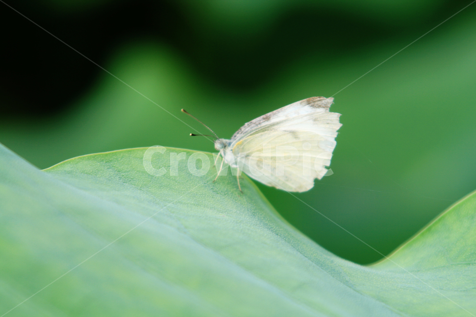 나비,흰나비,휴식,연잎,잎,고운,insect,곤충,animal,동물,동물,animal,곤충,벌레,insect,bug