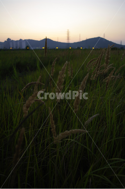 노을,풍경,하늘,산,식물,자연,풍경,nature,landscape,plant,grass,잔디,lawn