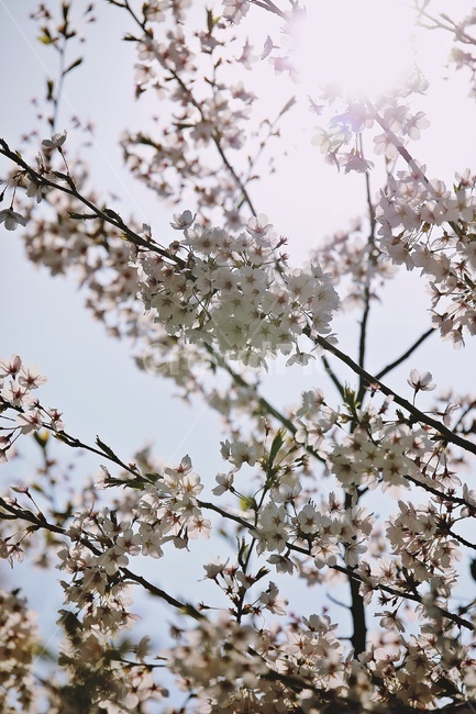 벚꽃,분홍벚꽃,벚나무,cherryblossoms,flower,cherrytree,햇빛,식물,자연,plants,nature,꽃,flower