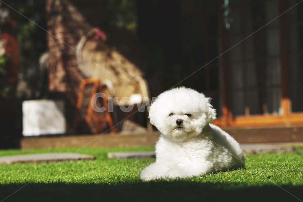dog,개,animal,동물,pet,애완동물,푸들,토이푸들,반려견,동물,animal,포유류,mammal,개,강아지,dog,doggy