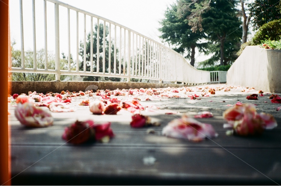 봄,동백,낙화,겨울,감성,꽃,풍경,필름,landscape,spring,winter,camellia,봄,계절,spring,season,꽃,flower,감성,sensible,feeling,blossom,petal,꽃잎,plant,식물