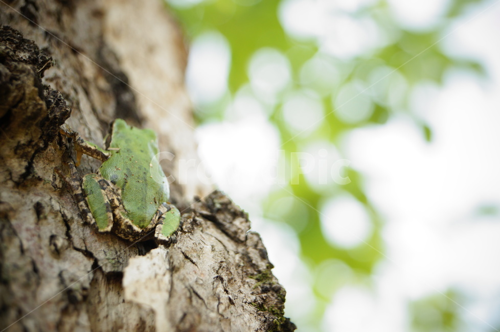 amphibian,양서류,animal,동물,wildlife,야생동물,frog,개구리,청개구리,파충류,양서류,reptile,amphibian