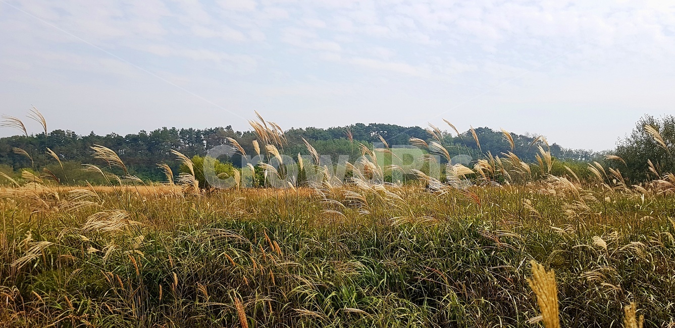 갈대,자연,식물,가을풍경,가을,가을,계절,fall,autumn,season,식물,자연,plants,nature,grass,잔디,plant