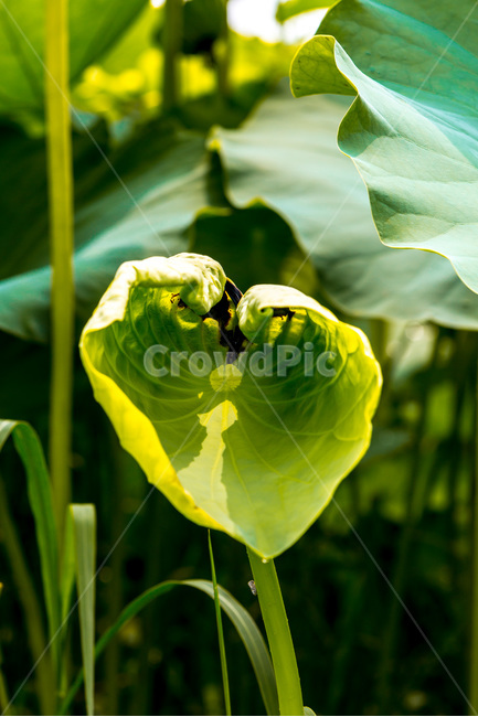 연잎,그림자,습지,무늬,문양,자연,식물,자연,plants,nature