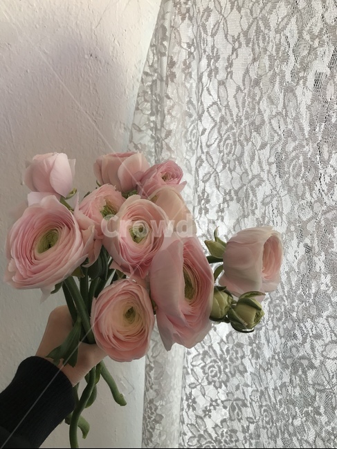 꽃,라넌큘러스,봄꽃,예쁜꽃,flower,ranunculus